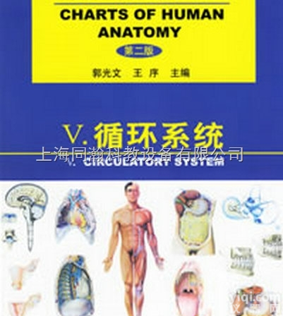 封塑纸  医学彩色教学<em>挂图</em>软件人体<em>解剖</em><em>挂图</em>-循环系统