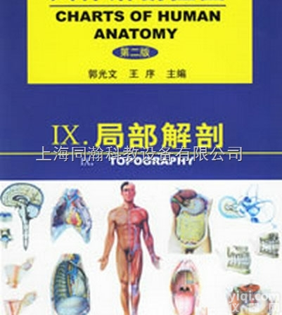 封塑纸  人体<em>解剖</em><em>挂图</em>-<em>局部</em><em>解剖</em>医学彩色教学<em>挂图</em>软件