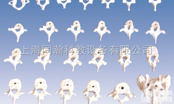 TAH/11208  人体解剖医学<em>模型</em><em>椎骨</em>功能变化示教<em>模型</em>（颈、胸、腰椎骶骨<em>模型</em>）