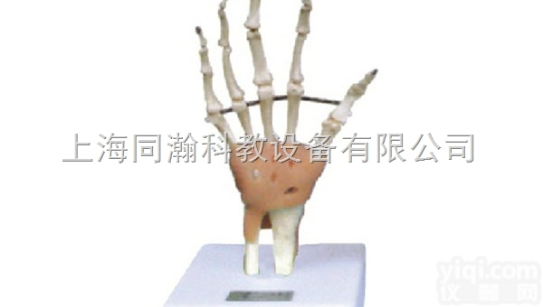 TAH/11209-3  手关节功能<em>模型</em>（附<em>韧带</em>）人体解剖医学<em>模型</em>