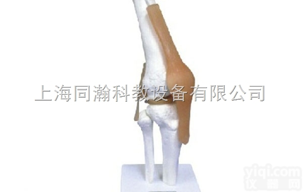 TAH/11209-5  <em>膝关节</em>功能模型（附<em>韧带</em>）人体解剖医学模型