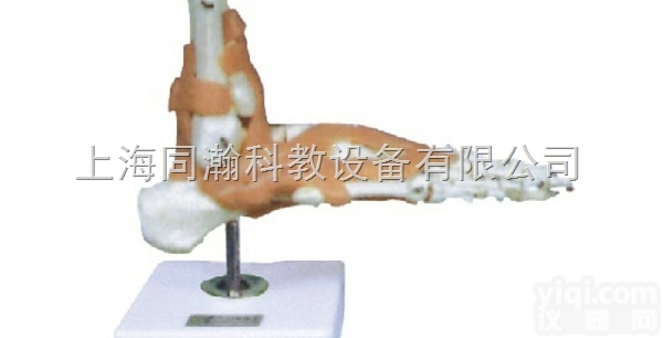 TAH/11209-6  足关节功能<em>模型</em>（附<em>韧带</em>）人体解剖医学<em>模型</em>