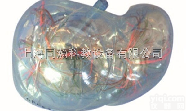TAH/<em>12010</em>  <em>透明</em>肝脏<em>模型</em>人体解剖医学<em>模型</em>