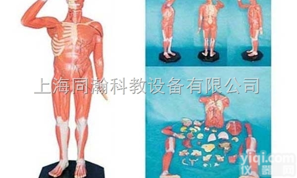 TAH/11301-1  人体全身<em>肌肉</em>附<em>内脏</em>模型人体<em>解剖</em>医学模型