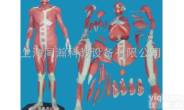 TAH/11302-1  <em>人体</em>全身肌肉<em>解剖</em>模型<em>人体</em><em>解剖</em>医学模型