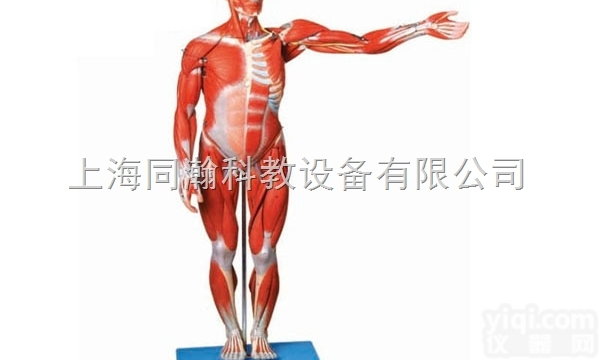 TAH/11302-2  <em>人体</em><em>解剖</em>医学模型<em>人体</em>全身肌肉<em>解剖</em>模型
