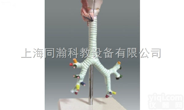 TAH/13006  喉与气管、<em>支气管</em>模型人体<em>解剖</em>医学模型