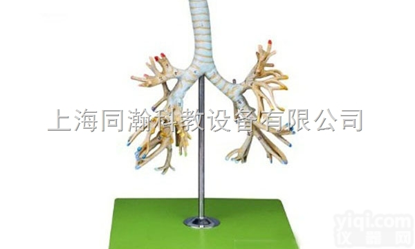 TAH/13007  人体<em>解剖</em>医学模型<em>支气管</em>树模型
