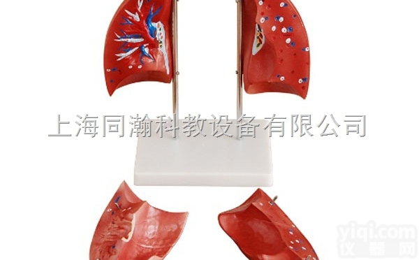 TAH/13010-2  肺<em>模型</em>人体<em>解剖</em>医学<em>模型</em>人体<em>解剖</em>医学<em>模型</em>