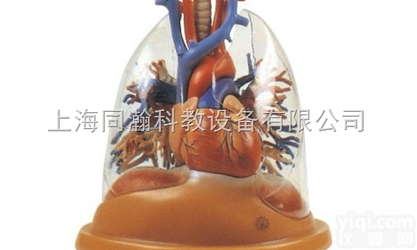 TAH/13013  心脏与透明肺、气管、<em>支气管</em>树模型人体<em>解剖</em>医学模型