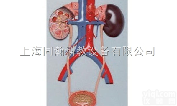 TAH/14001  人体解剖医学<em>模型</em><em>泌尿</em>系统<em>模型</em>