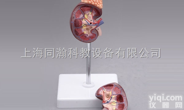 TAH/14006-2  肾脏与<em>肾上腺</em>模型人体<em>解剖</em>医学模型