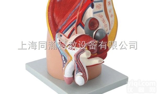 TAH/15101  男性<em>盆腔</em><em>正中</em>失状切面模型（4部件）人体<em>解剖</em>医学模型