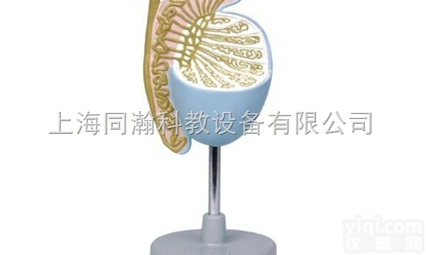 TAH/15103  <em>睾丸</em>放大<em>模型</em>人体解剖医学<em>模型</em>