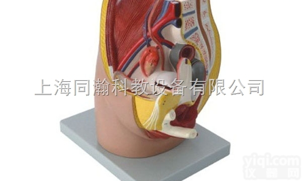 TAH/15104  女性<em>盆腔</em><em>正中</em>失状切面模型（3部件）人体<em>解剖</em>医学模型