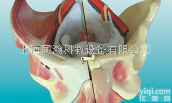 TAH/15107-1  人体解剖医学模型女性<em>骨盆</em>附<em>生殖</em><em>器官</em>与血管神经模型