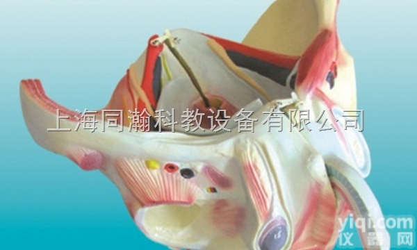 TAH/15107-2  人体解剖医学模型男性<em>骨盆</em>附<em>生殖</em><em>器官</em>与血管神经模型