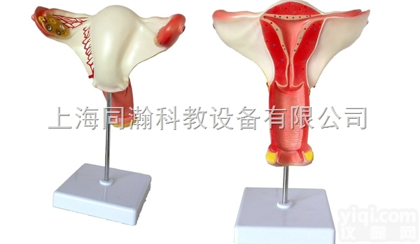 TAH/15108  人体解剖医学模型女性<em>内生</em>殖<em>器官</em>模型