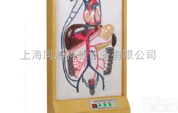 TAH/16010  人体解剖医学<em>模型</em>电动门<em>静脉</em>侧支循环<em>模型</em>