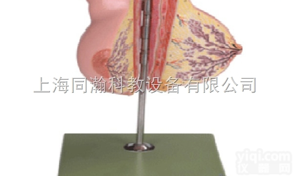 TAH/15110  人体<em>解剖</em>医学模型静止期女性<em>乳房</em><em>解剖</em>模型