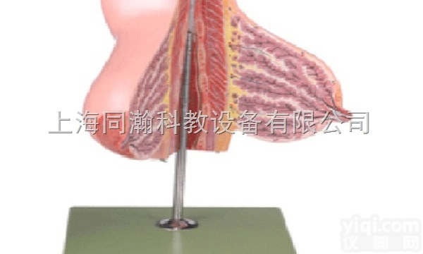 TAH/15111  人体解剖医学模型<em>哺乳期</em>女性乳房解剖模型