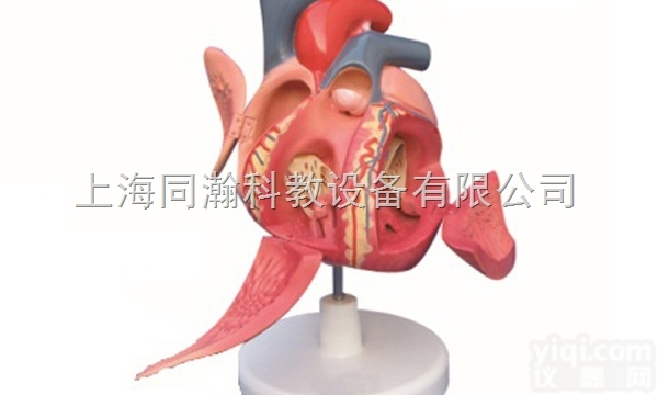 TAH/16014  人体解剖医学<em>模型</em>心脏<em>传导</em>系<em>模型</em>