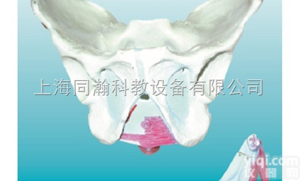 TAH/15114-2  人体解剖医学<em>模型</em>男性<em>骨盆</em>附<em>盆底</em>肌肉<em>模型</em>