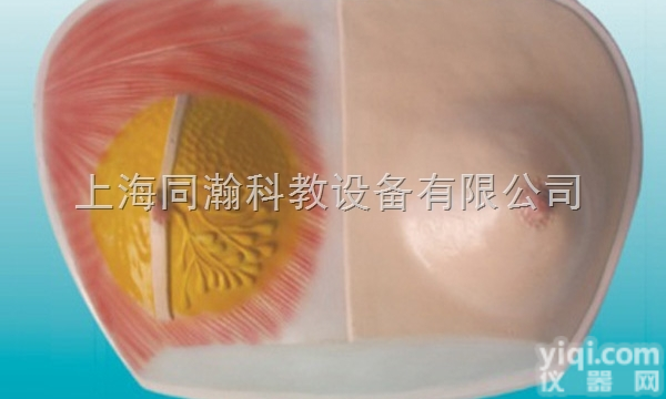 TAH/15116  人体<em>解剖</em>医学模型<em>乳房</em><em>解剖</em>模型