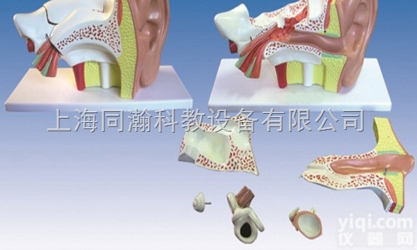 TAH/17201-1  人体解剖医学<em>模型</em>耳<em>放大</em><em>模型</em>（6部件）