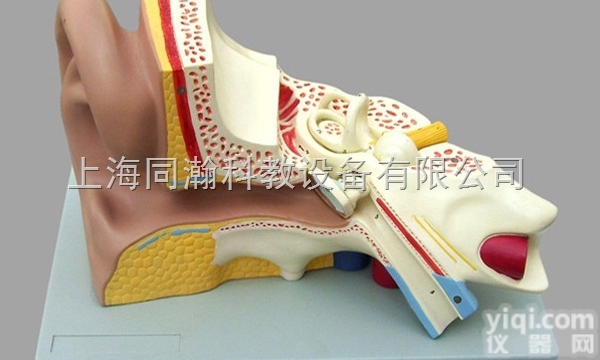 TAH/17201-3  人体解剖医学<em>模型</em>耳<em>放大</em><em>模型</em>（3部件）