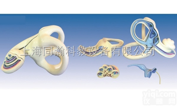 TAH/17204-1  人体解剖医学<em>模型</em><em>内耳</em><em>放大</em><em>模型</em>