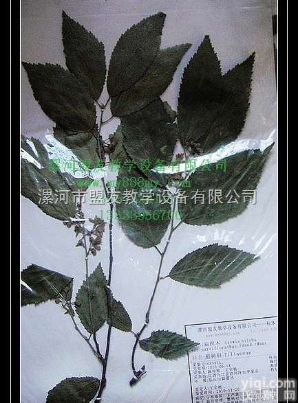 <em>植物腊叶标本</em>  <em>植物腊叶标本</em>-图为扁担木腊叶标本