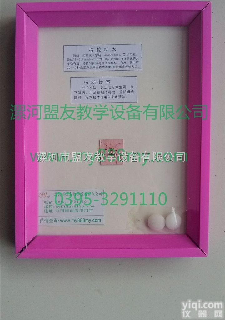 <em>昆虫</em><em>标本</em>  <em>昆虫</em><em>标本</em>-图为按蚊<em>标本</em>
