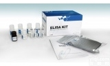 人胰酶（<em>Pancreatin</em>）ELISA试剂盒报价