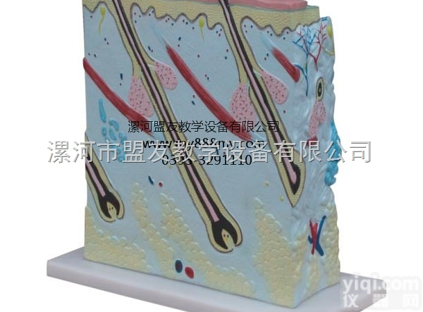 <em>教学模型</em>  <em>教学模型</em>-图为皮肤模型
