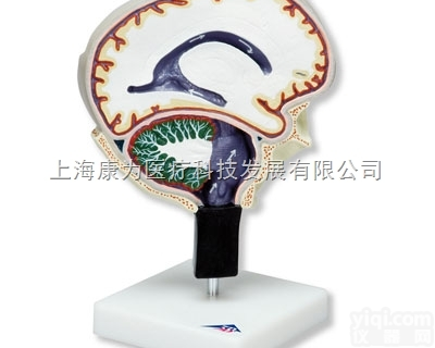W19027  <em>脑脊液</em>循环<em>模型</em>|德国3B人体解剖<em>模型</em>