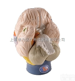 W42565  <em>局部</em>脑模型 4部分|德国3B人体<em>解剖</em>模型