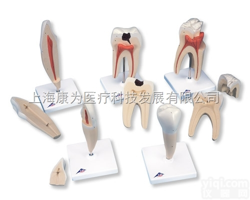 D10  经典牙齿模型系列，5种模型|<em>德国3B人体解剖模型</em>