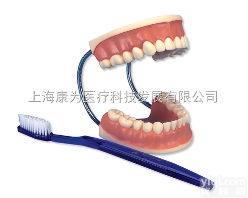 D16  <em>牙齿</em><em>护理模型</em>，实物的3倍|德国3B人体解剖模型