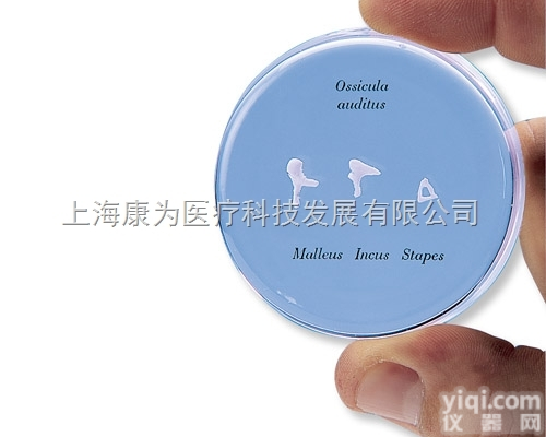 E-13  听小骨模型，实物大小|<em>德国3B人体解剖模型</em>