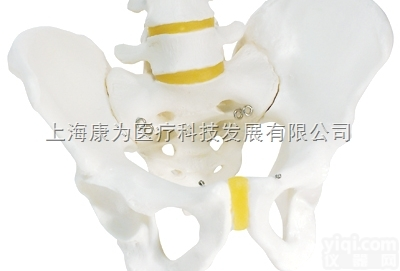 A60  男性骨盆骨骼模型|<em>德国3B人体解剖模型</em>