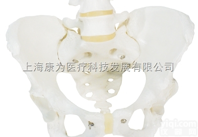 A61  女性骨盆骨骼模型|<em>德国3B人体解剖模型</em>