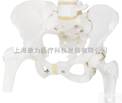 A62  女性骨盆骨骼模型，带可拆卸股骨头|<em>德国3B人体解剖模型</em>