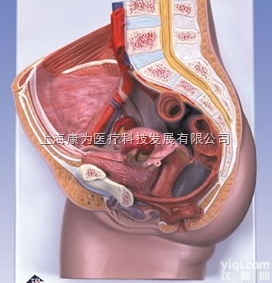 H10  女性骨盆模型,2部分|<em>德国3B人体解剖模型</em>