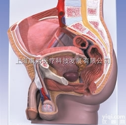 H11  男性骨盆模型,2部分|<em>德国3B人体解剖模型</em>