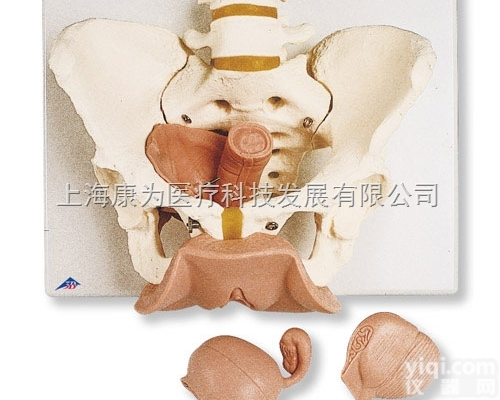 L31  <em>女性骨盆带生殖器官模型</em>|德国3B人体解剖模型