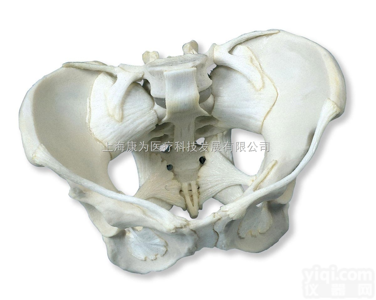 W19012  带韧带的女性骨盆模型|<em>德国3B人体解剖模型</em>