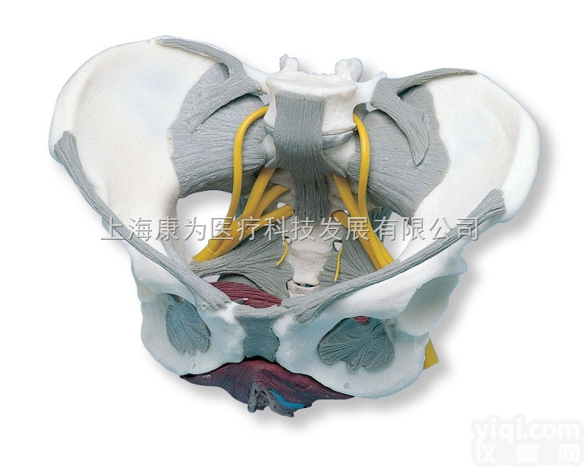 W19020  带韧带、神经和底肌的女性骨盆模型|<em>德国3B人体解剖模型</em>