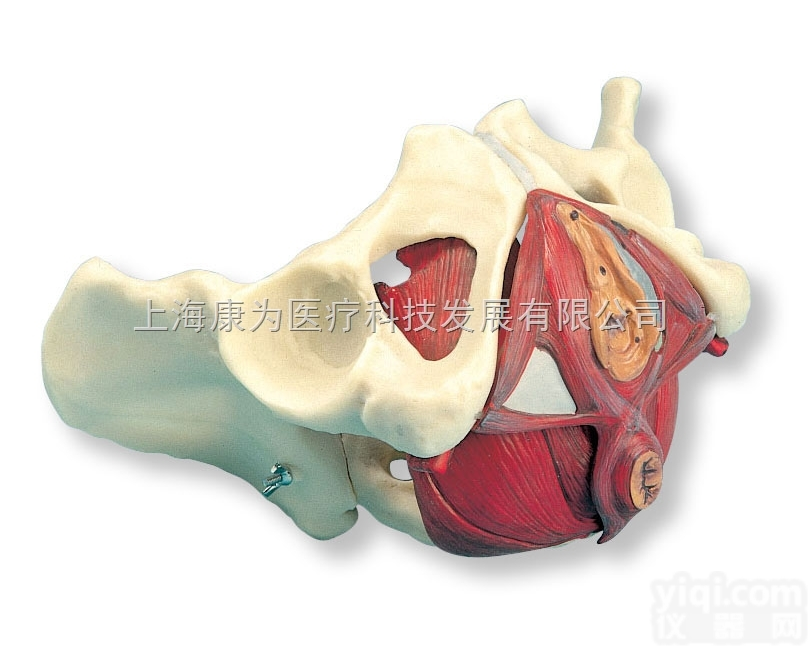 W19025  女性骨盆和骨盆底模型,5部分|<em>德国3B人体解剖模型</em>