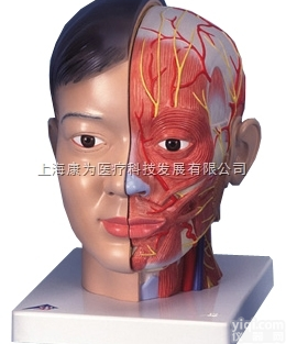 C06  亚洲人豪华型带颈头模型,4部分|<em>德国3B人体解剖模型</em>